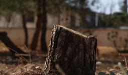 قطع أشجار في سوريا
