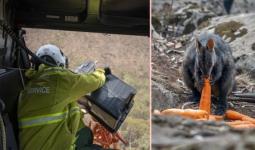 رجال الإطفاء في أستراليا يُلقون أطعمة للحيوانات من الطائرات
