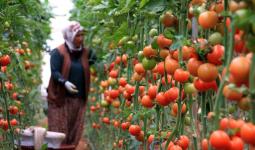 تواصل روسيا رفع كمية استيراد الطماطم من تركيا