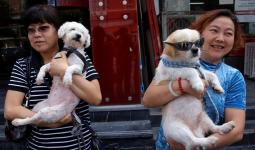 قرار المدينة الصينية يمكن أن يساعد في إنهاء التجارة الوحشية التي تقتل الكلاب