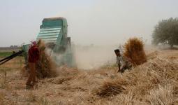 زراعة القمح في سوريا