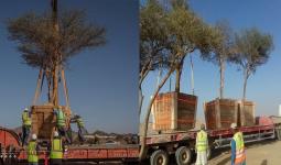 نقل أشجار من مواقع تحت التطوير بالسعودية
