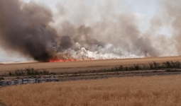 ميليشيات الأسد تحرق المحاصيل الزراعية