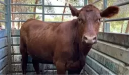 إحدى الأبقار الحمر التي تم إحضارها إلى 