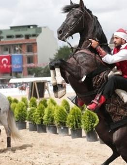 الخيول العربية الأصيلة في تركيا