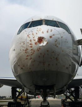 آثار اصطدام سرب طيور بطائرة شحن تركية