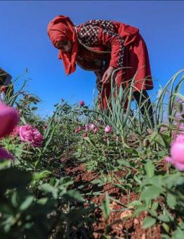 زراعة الورد في إدلب