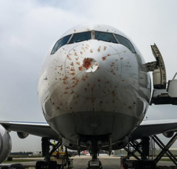 آثار اصطدام سرب طيور بطائرة شحن تركية