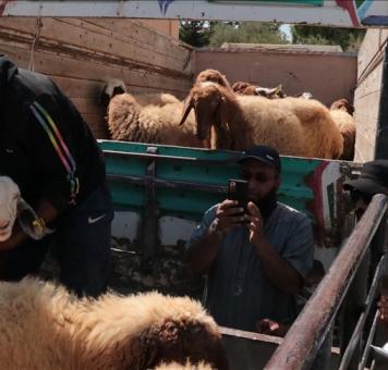 توزيع رؤوس ماشية على النازحين شمالي سوريا