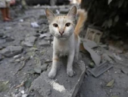 إحدى القطط وخلفها دمار القصف في سوريا