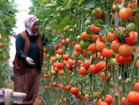 تواصل روسيا رفع كمية استيراد الطماطم من تركيا