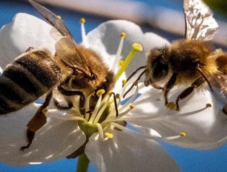 العلماء دربوا نحو 150 نحلة باستخدام نظرية 
