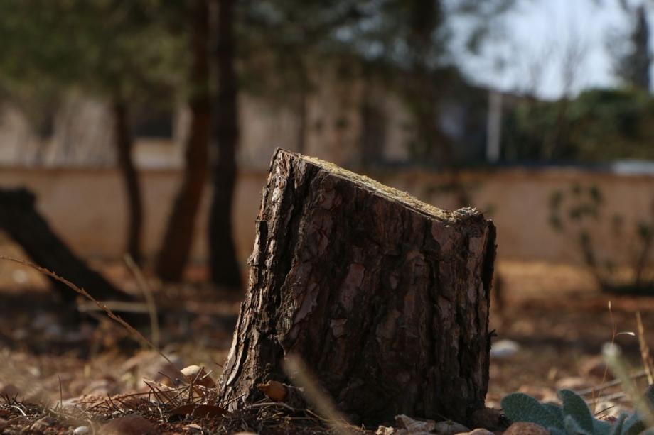 قطع أشجار في سوريا