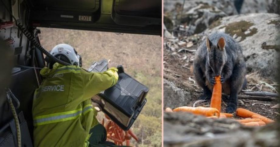 رجال الإطفاء في أستراليا يُلقون أطعمة للحيوانات من الطائرات