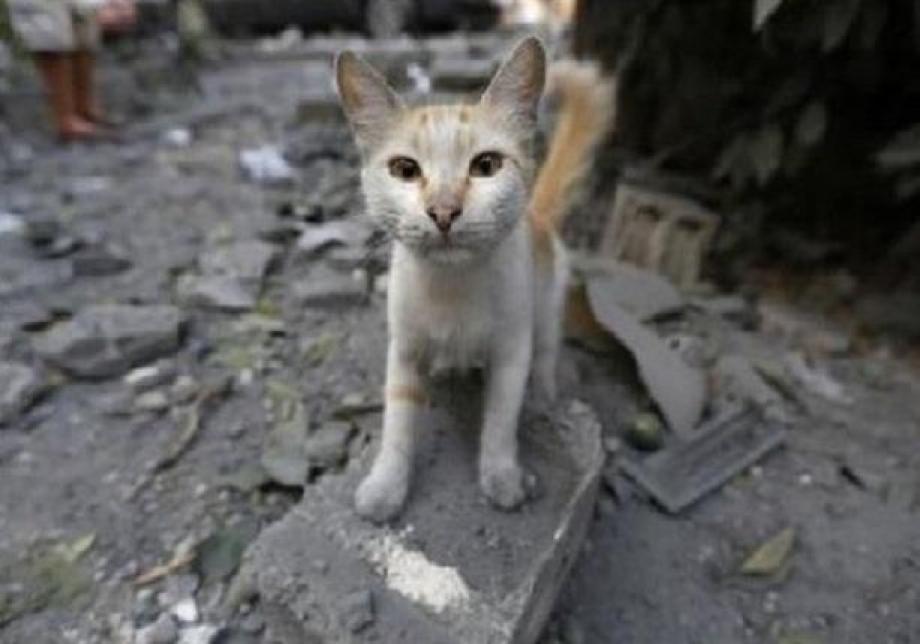 إحدى القطط وخلفها دمار القصف في سوريا