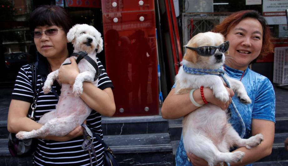 قرار المدينة الصينية يمكن أن يساعد في إنهاء التجارة الوحشية التي تقتل الكلاب