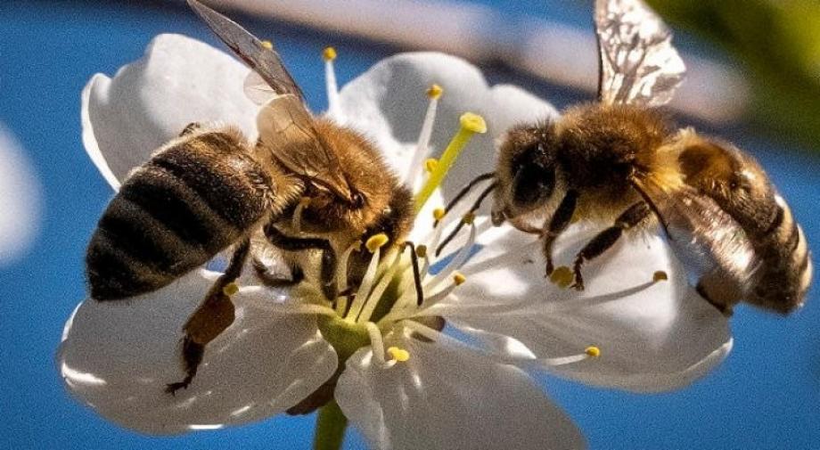 العلماء دربوا نحو 150 نحلة باستخدام نظرية "بافلوف" للتكيف والتأقلم