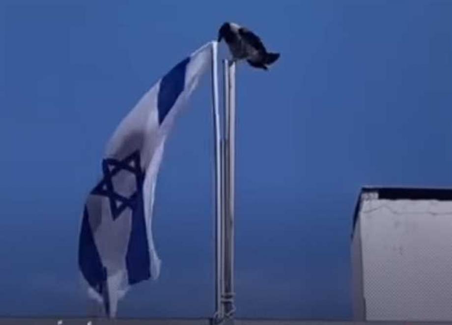 غراب ينتزع علم "إسرائيل" ويلقيه أرضاً